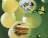 Lindemans Wines